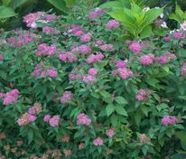 Спирея японская Дабл Плей Артист (Spiraea japonica 'Double Play Artisan')