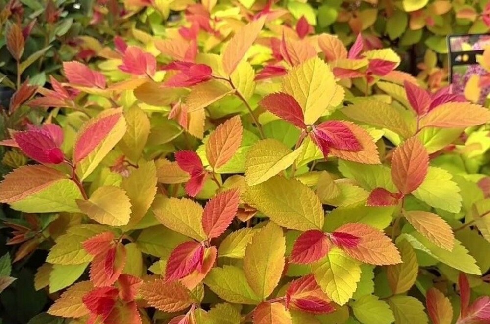 Спирея японская Дабл Плей Биг Бэнг (Spiraea japonica 'Double Play Big Bang')