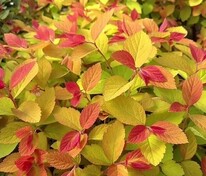 Спирея японская Дабл Плей Биг Бэнг (Spiraea japonica 'Double Play Big Bang')