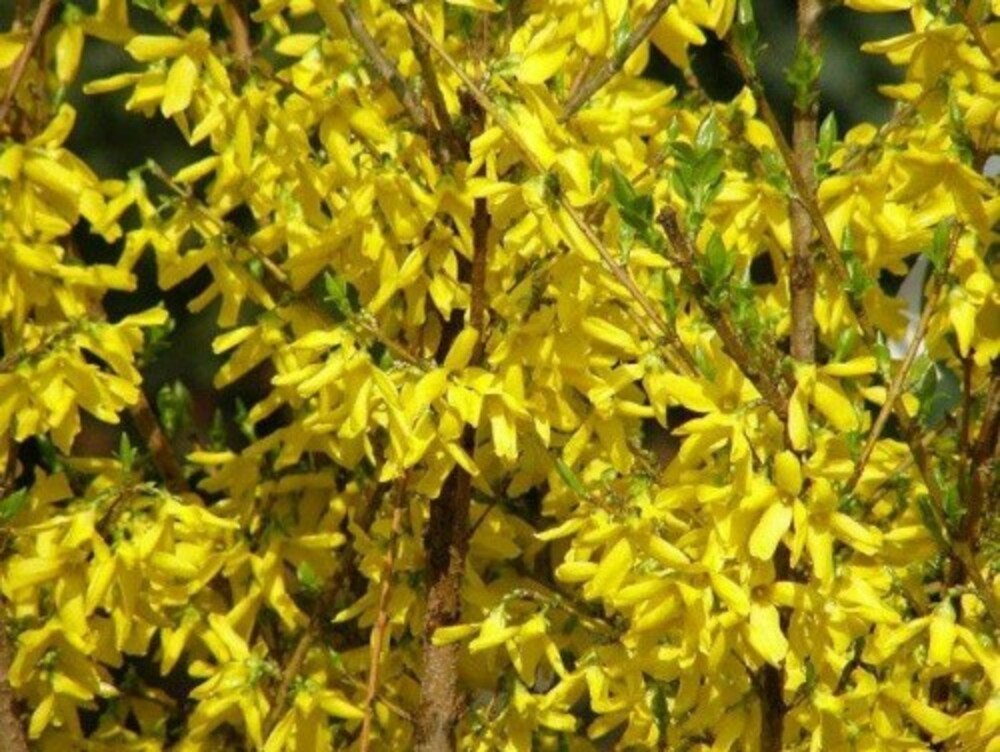 Форзиция промежуточная Уикенд (Forsythia x intermedia 'Week End')