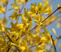 Форзиция промежуточная Уикенд (Forsythia x intermedia 'Week End')