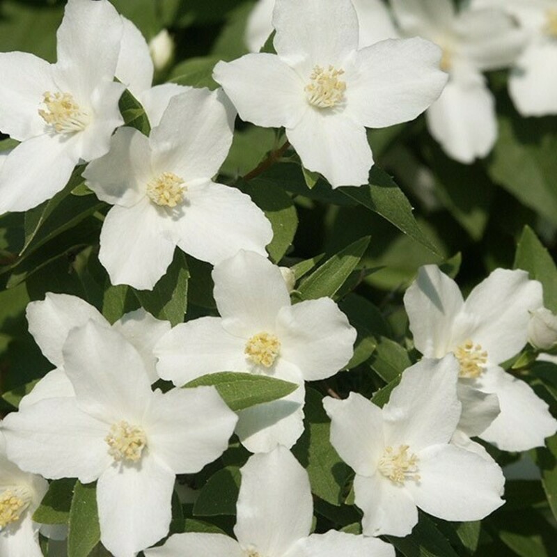 Чубушник венечный Сильберреген (Philadelphus coronarius 'Silberregen')