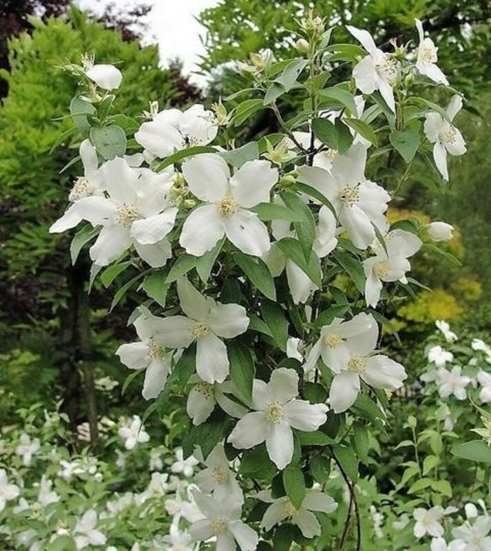 Чубушник венечный Сильберреген (Philadelphus coronarius 'Silberregen')