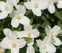 Чубушник венечный Сильберреген (Philadelphus coronarius 'Silberregen')