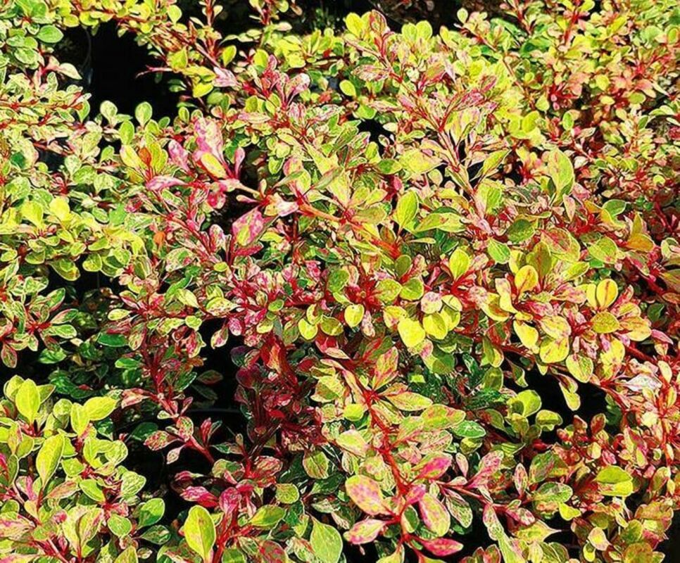 Барбарис Тунберга Наташа (Berberis thunbergii 'Natasha')