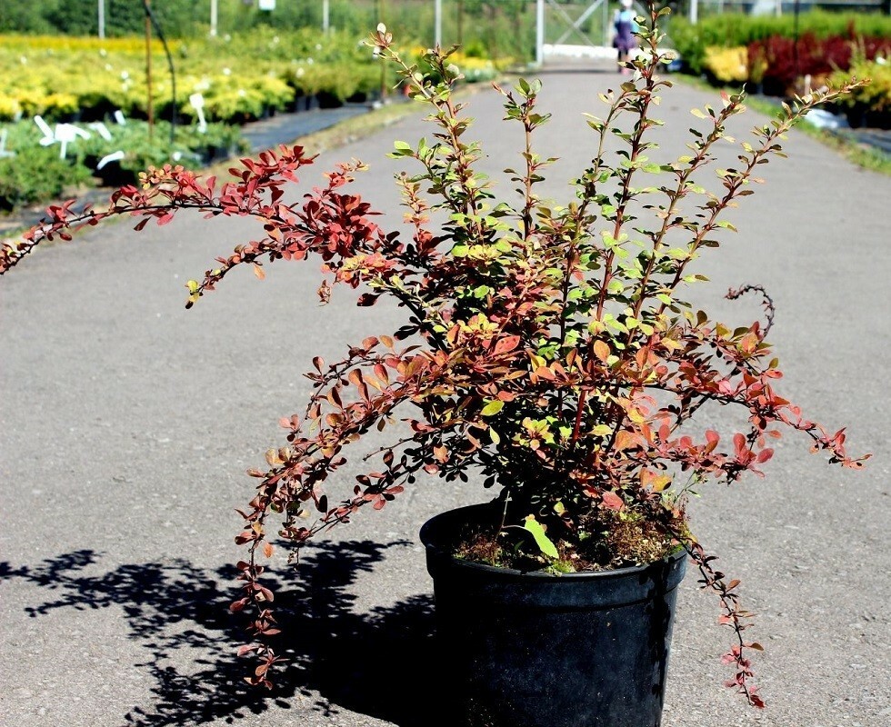 Барбарис Тунберга Наташа (Berberis thunbergii 'Natasha')