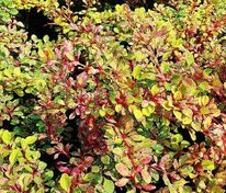 Барбарис Тунберга Наташа (Berberis thunbergii 'Natasha')