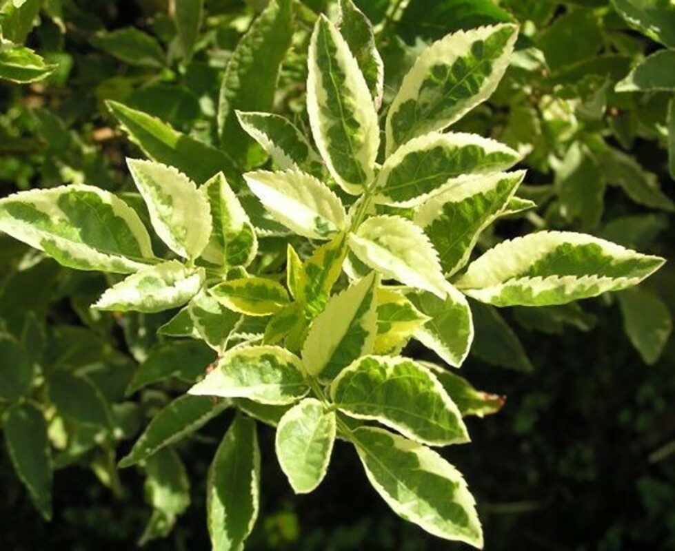 Бузина чёрная Мадонна (Sambucus nigra 'Madonna')