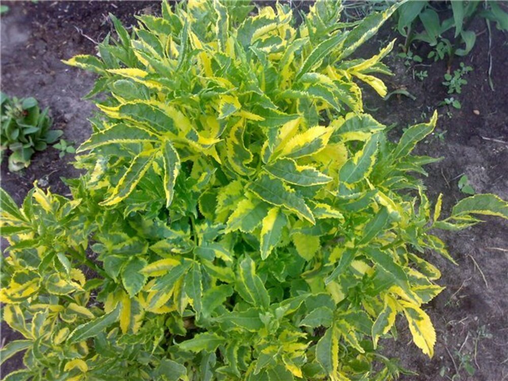 Бузина чёрная Мадонна (Sambucus nigra 'Madonna')