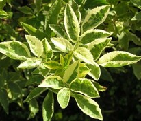 Бузина чёрная Мадонна (Sambucus nigra 'Madonna')