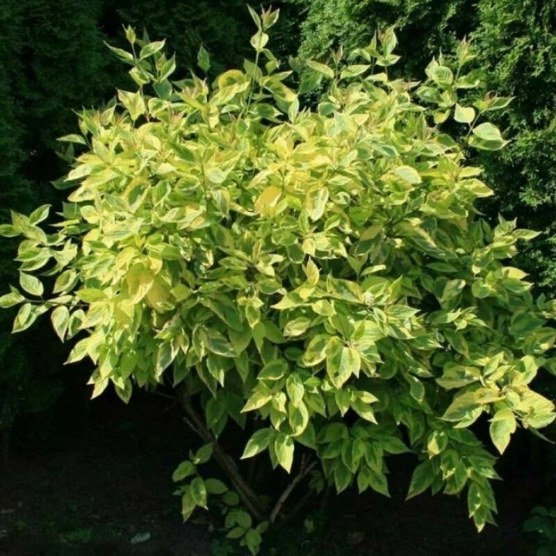 Дерен белый Шпети (Cornus alba 'Spaethii')