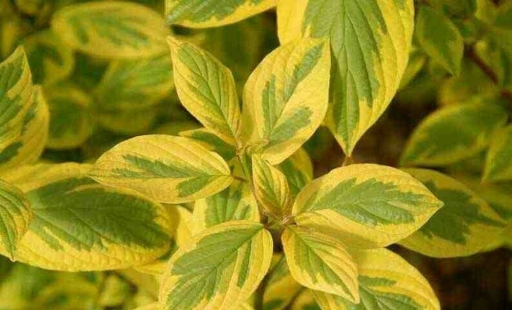 Дерен белый Шпети (Cornus alba 'Spaethii')