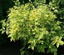 Дерен белый Шпети (Cornus alba 'Spaethii')