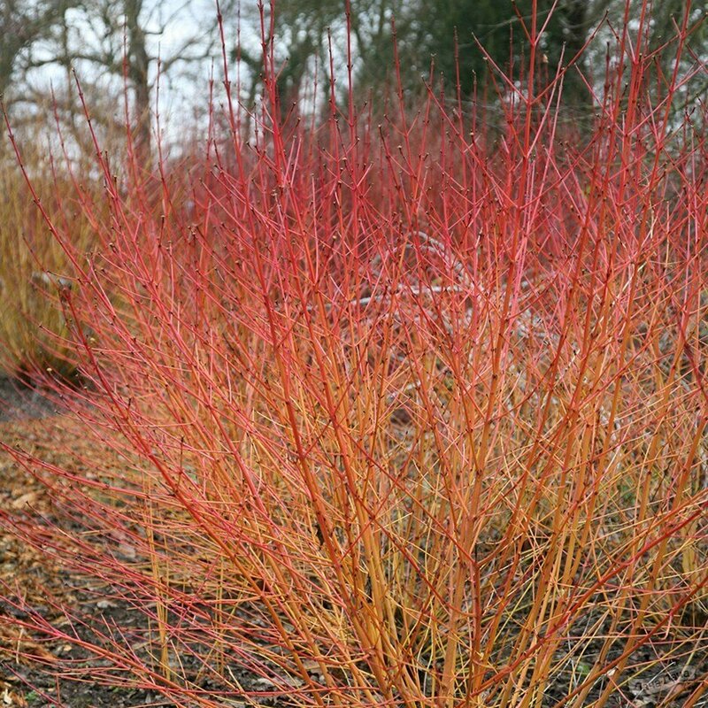 Дерен кроваво-красный Мидвинтер Файер (Cornus sanguinea 'Midwinter Fire')