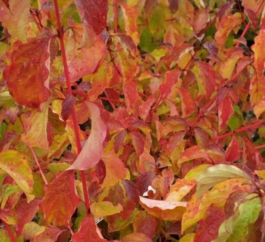 Дерен кроваво-красный Мидвинтер Файер (Cornus sanguinea 'Midwinter Fire')