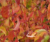 Дерен кроваво-красный Мидвинтер Файер (Cornus sanguinea 'Midwinter Fire')