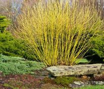 Дерен отпрысковый Буги Еллоу (Cornus stolonifera 'Boogie Yellow')