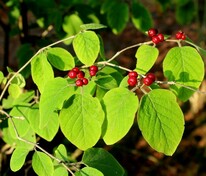 Жимолость лесная (Lonicera xylosteum)