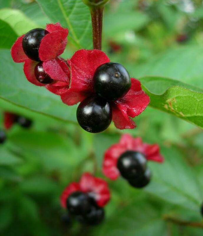 Жимолость покрывальная (Lonicera involucrata)
