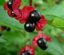 Жимолость покрывальная (Lonicera involucrata)