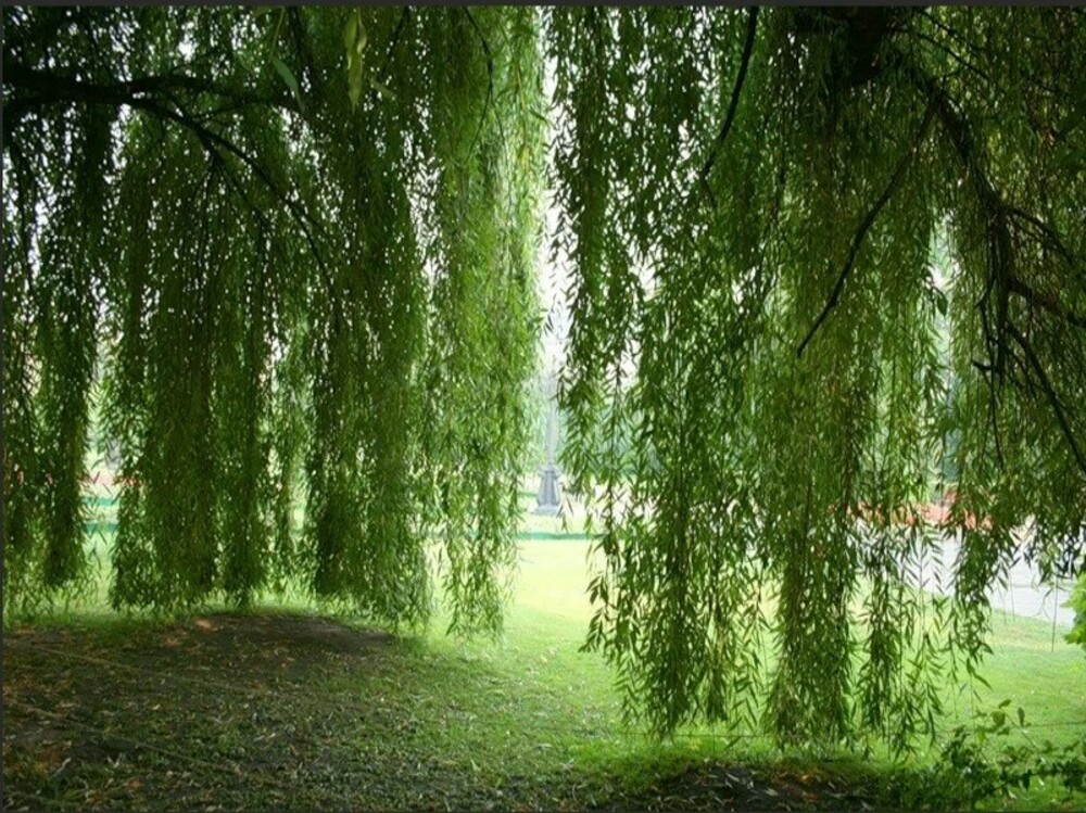 Ива гибридная Шатер-2 (Salix x 'Shater-2')