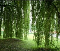 Ива гибридная Шатер-2 (Salix x 'Shater-2')