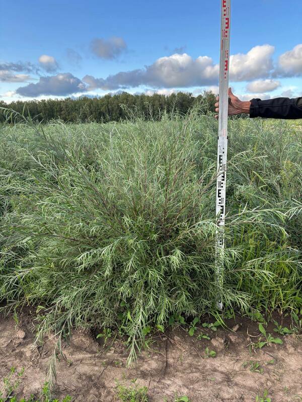 Ива розмаринолистная (Salix rosmarinifolia)