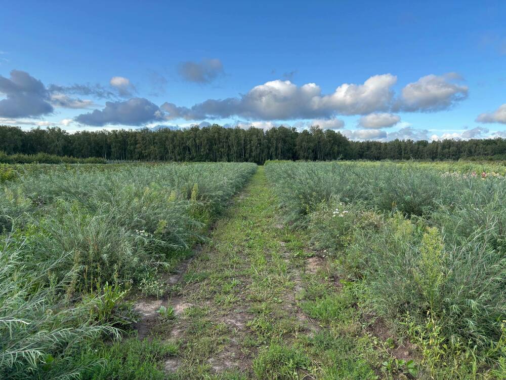 Ива розмаринолистная (Salix rosmarinifolia)