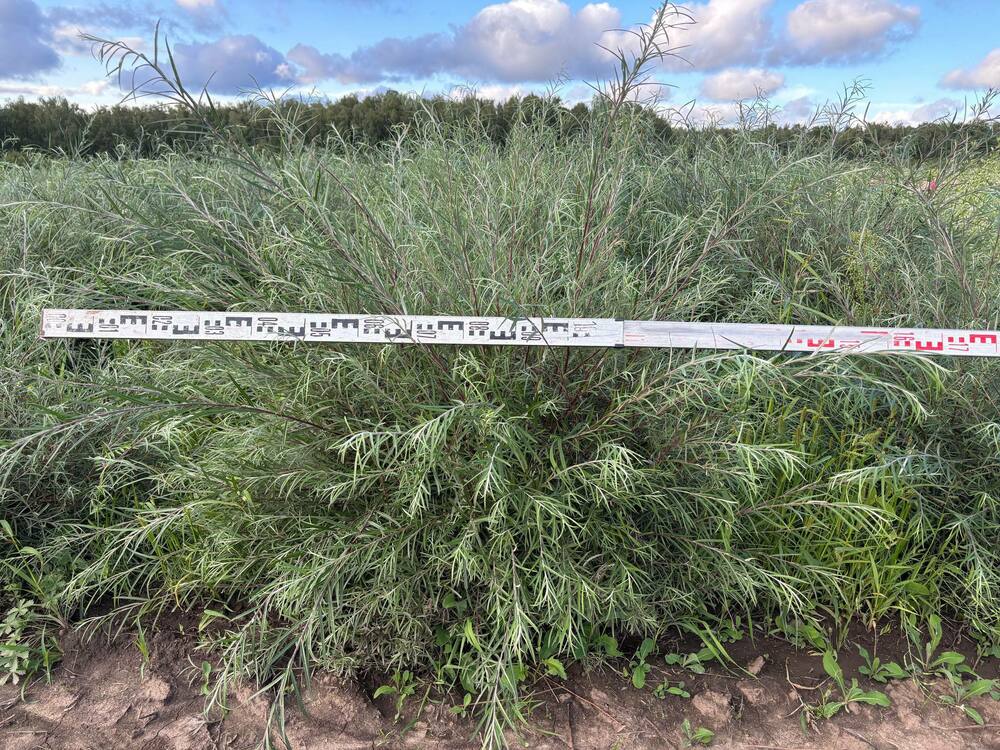 Ива розмаринолистная (Salix rosmarinifolia)