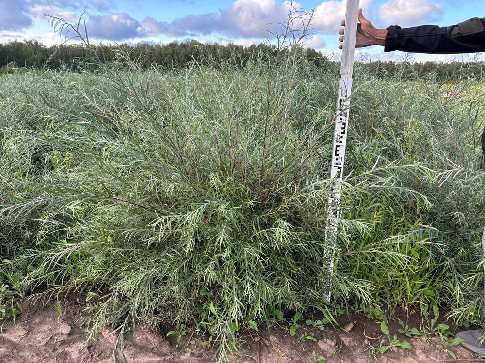 Ива розмаринолистная (Salix rosmarinifolia)