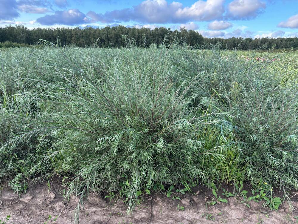 Ива розмаринолистная (Salix rosmarinifolia)