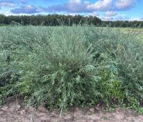 Ива розмаринолистная (Salix rosmarinifolia)