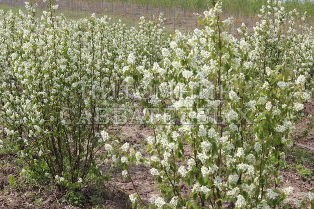Ирга колосистая (Amelanchier spicata)