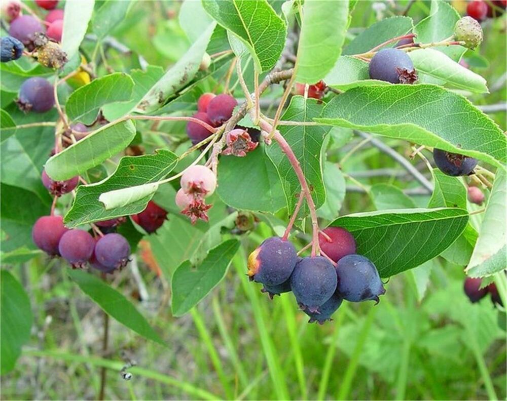 Ирга колосистая (Amelanchier spicata)
