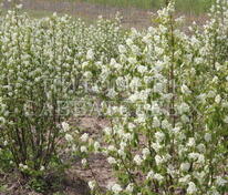 Ирга колосистая (Amelanchier spicata)