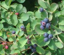 Ирга ольхолистная (Amelanchier alnifolia)