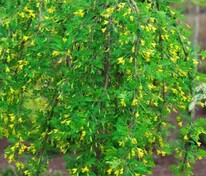 Карагана древовидная Пендула (Caragana arborescens 'Pendula') ф. плакучая