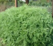 Полынь Божье Дерево (Artemisia abrotanum 'Bozhje Derevo')