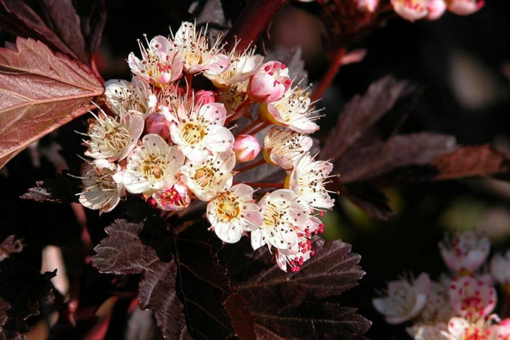 Пузыреплодник калинолистный Саммер Вайн (Physocarpus opulifolius 'Summer Wine')