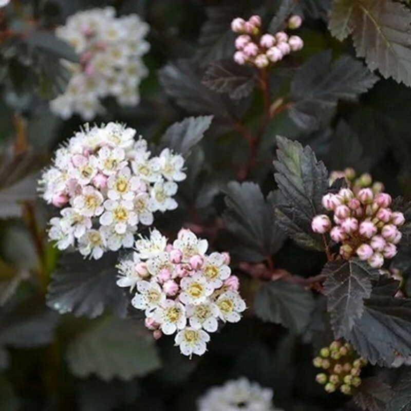 Пузыреплодник калинолистный Саммер Вайн (Physocarpus opulifolius 'Summer Wine')