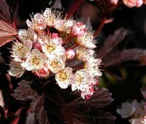 Пузыреплодник калинолистный Саммер Вайн (Physocarpus opulifolius 'Summer Wine')