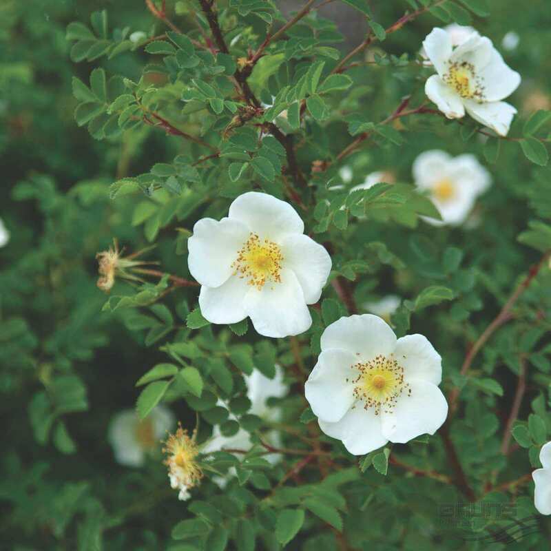 Роза бедренцеволистная (Rosa pimpinellifolia)