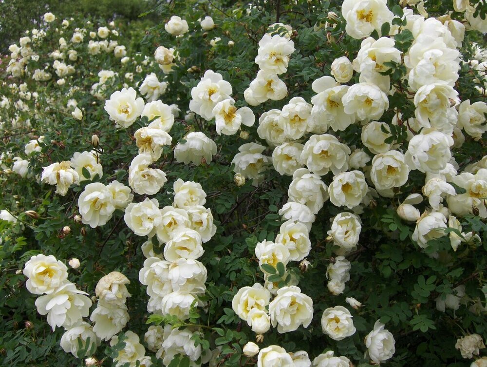 Роза бедренцеволистная (Rosa pimpinellifolia)