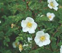 Роза бедренцеволистная (Rosa pimpinellifolia)