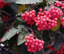Рябина гибридная (Sorbus x hybrida)