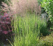 Вейник остроцветковый Овердам (Calamagrostis x acutiflora 'Overdam')