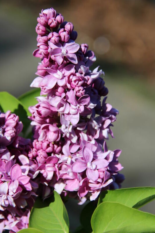 Сирень обыкновенная Максимович (Syringa vulgaris 'Maksimowicz')