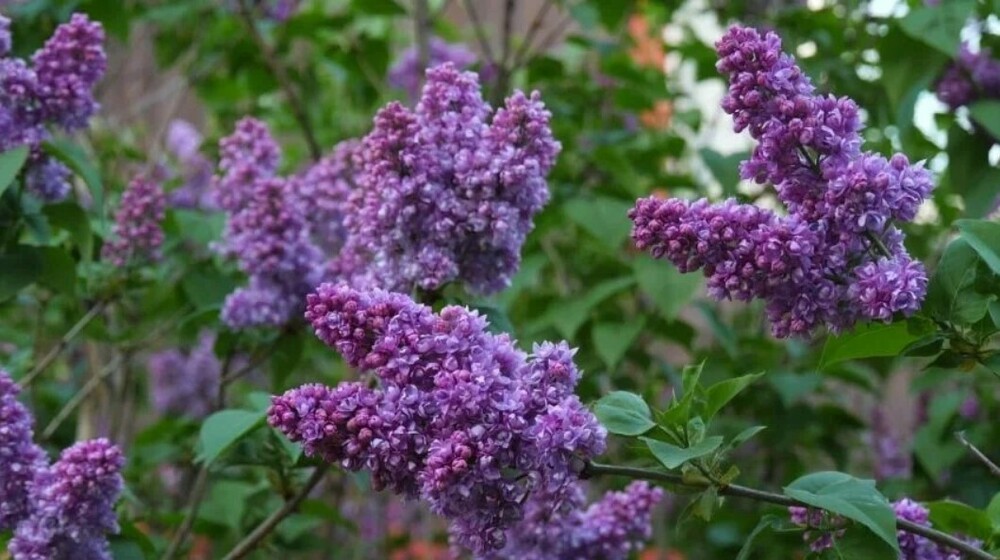Сирень обыкновенная Максимович (Syringa vulgaris 'Maksimowicz')