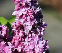 Сирень обыкновенная Максимович (Syringa vulgaris 'Maksimowicz')