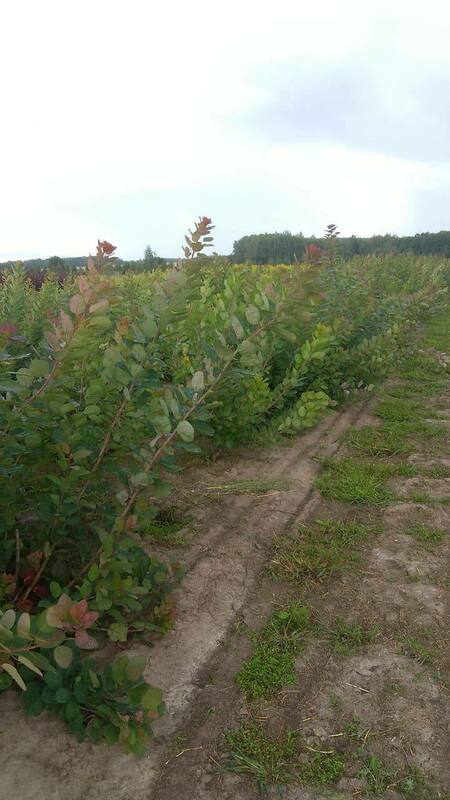 Скумпия кожевенная (Cotinus coggygria)